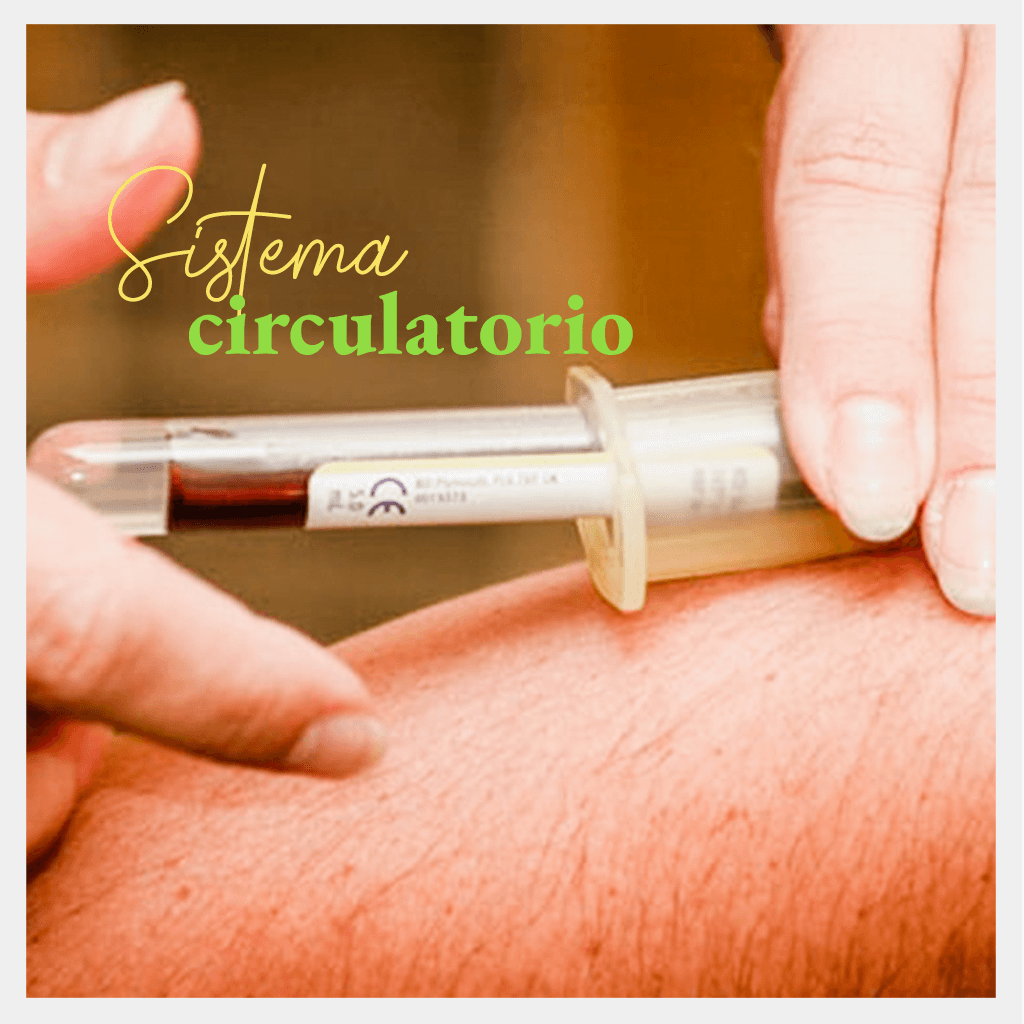 Sistema Circulatorio